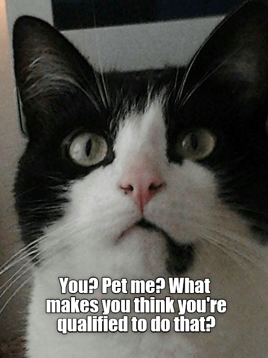 You? Pet Me? - Lolcats - Lol 