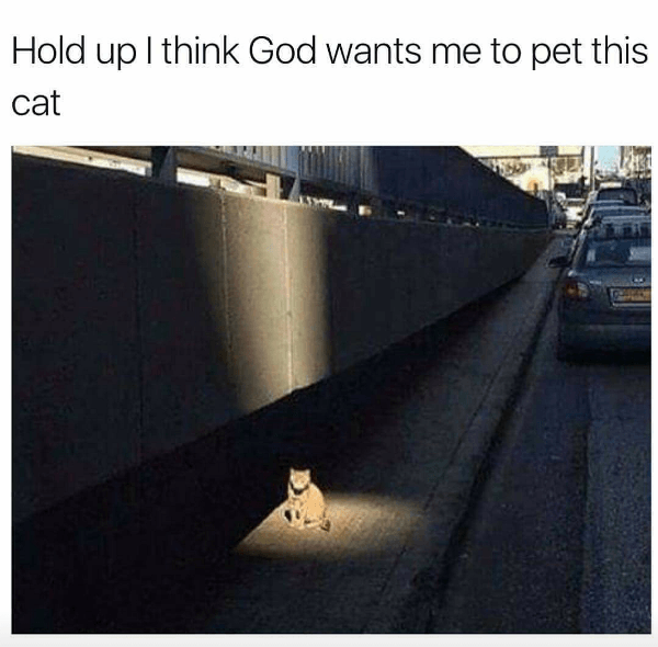 I Think God Is Telling Me Something Cat Meme Of The Decade lol