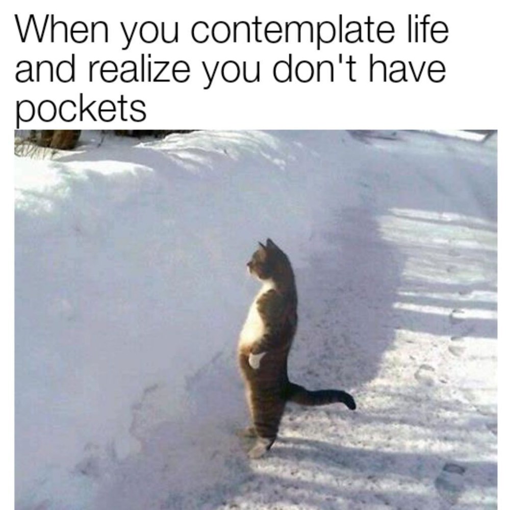 Contemplating Life - Cat Meme Of The Decade - lol | cat ...