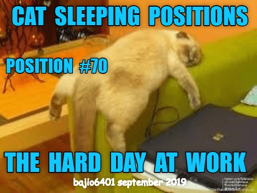 THE GUIDE TO CAT SLEEPING POSITIONS - Lolcats - lol | cat memes | funny ...