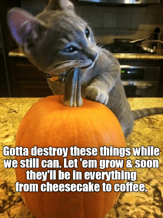 P.S.A. from Don't Pumkin Everything - Lolcats - lol | cat memes | funny ...