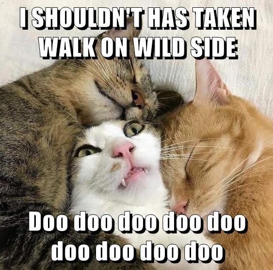 TAKE A WALK ON THE WILD SIDE - Lolcats - lol | cat memes | funny cats ...