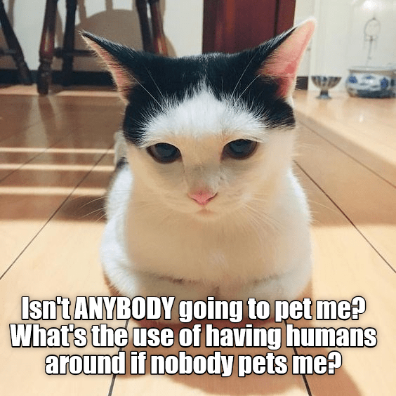 Isn't ANYBODY going to pet me? - Lolcats - lol | cat memes | funny cats ...