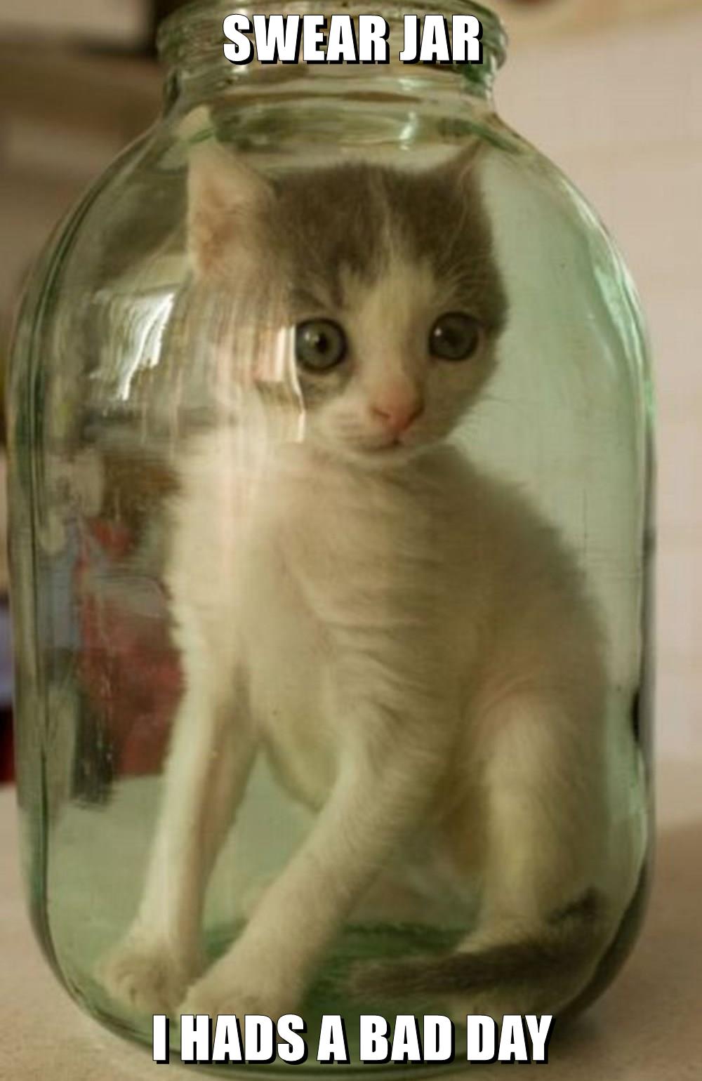 SWEAR JAR Lolcats lol cat memes funny cats funny cat pictures