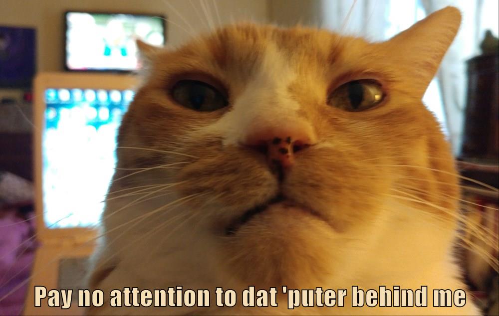 pay-no-attention-to-dat-puter-behind-me-lolcats-lol-cat-memes