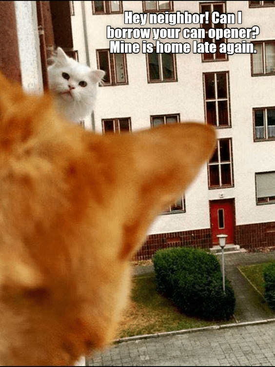 Hey neighbor! - Lolcats - lol | cat memes | funny cats | funny cat ...