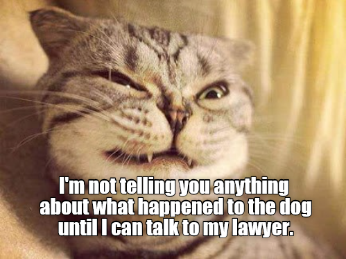 I'm not telling you anything - Lolcats - lol | cat memes | funny cats ...