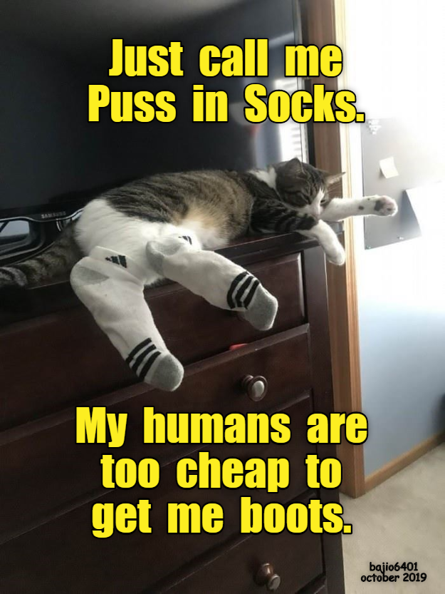AND THE SOCKS DON'T FIT EITHER Lolcats lol cat memes funny cats