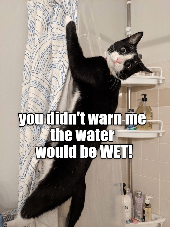 You didn't warn me the water would be WET! - Lolcats - lol | cat memes