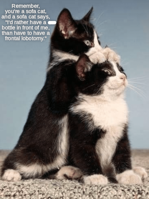 Sofa cats & The Way of the Sofa Lolcats lol cat memes funny