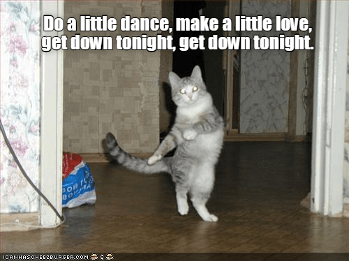 Get down, Get down - Lolcats - lol | cat memes | funny cats | funny cat ...