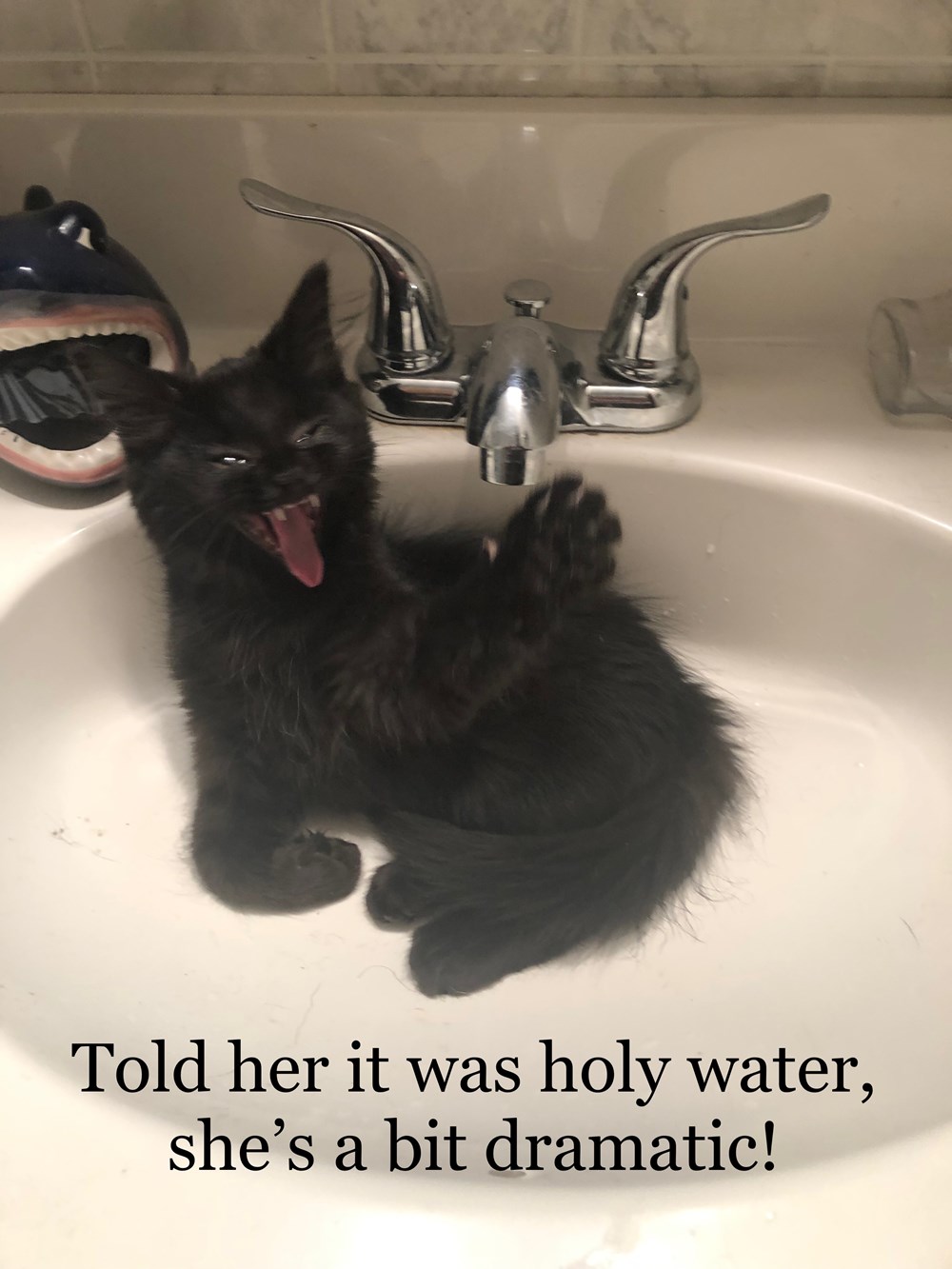Dramatic kitten is dramatic - Lolcats - lol | cat memes ...