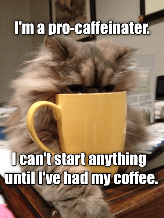 Coffee comes first! - Lolcats - lol | cat memes | funny cats | funny ...