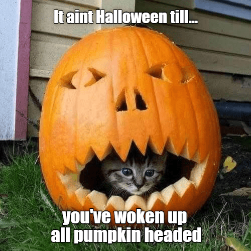 Hair of the pumpkin, please... - Lolcats - lol | cat memes | funny cats ...