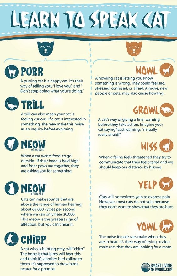 Learn To Speak Cat - I Can Has Cheezburger?