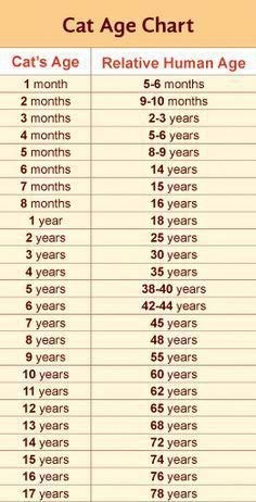 Cat Age Chart - I Can Has Cheezburger?