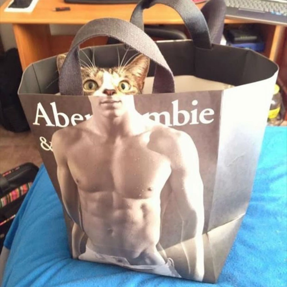 Abercombie Cat Cat Meme Of The Decade Lol Cat Memes Funny Cats 