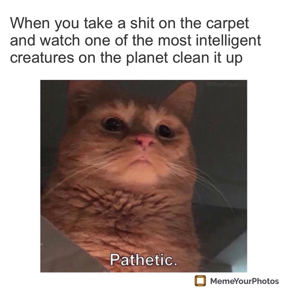 Image result for pathetic cat meme