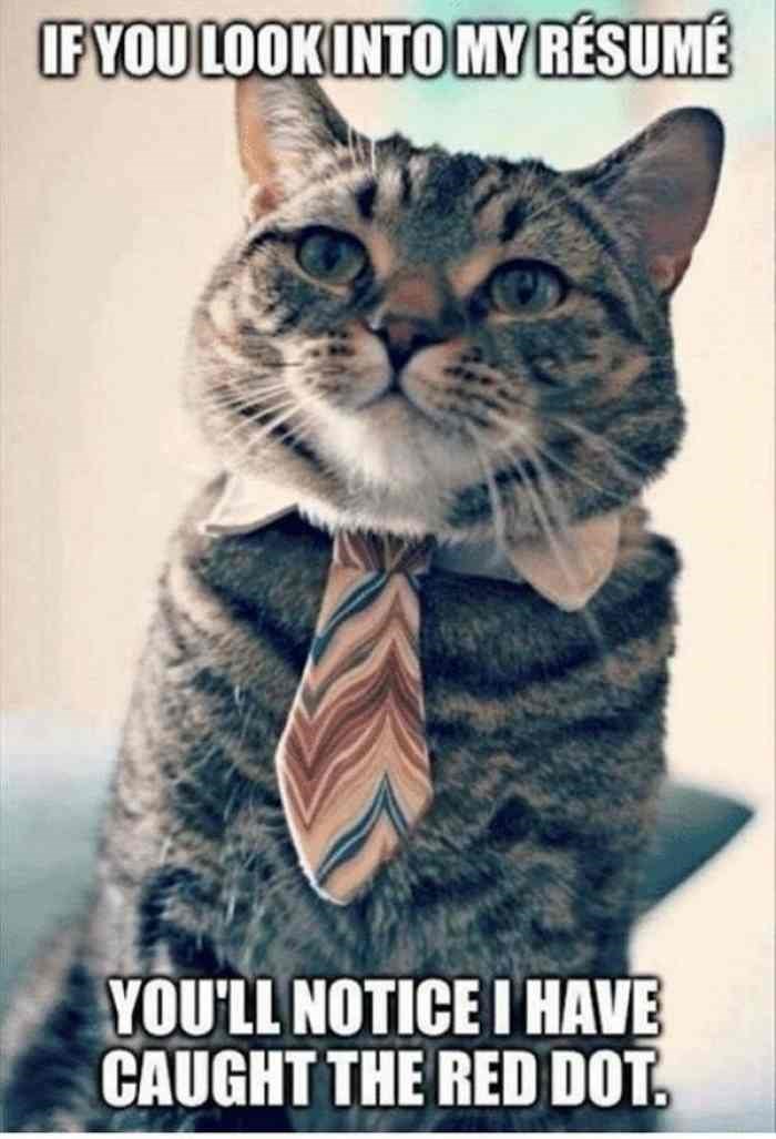 It's In My Resume - Cat Meme Of The Decade - lol | cat ...