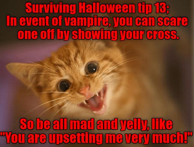 Surviving Halloween - Lolcats - lol | cat memes | funny cats | funny