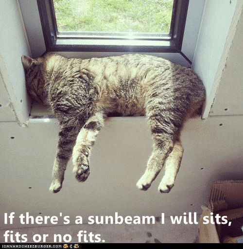 If there's a sunbeam I will sits, fits or no fits. - Lolcats - lol ...