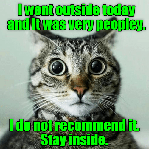 Stay inside Cat Meme Of The Decade lol cat memes funny cats