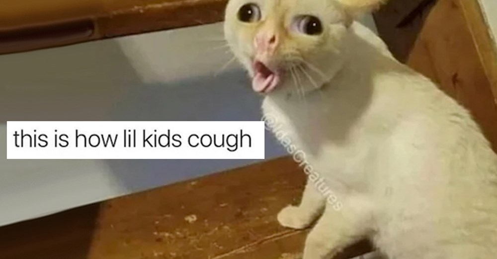 The coughing cat Cat Meme Of The Decade lol cat memes funny