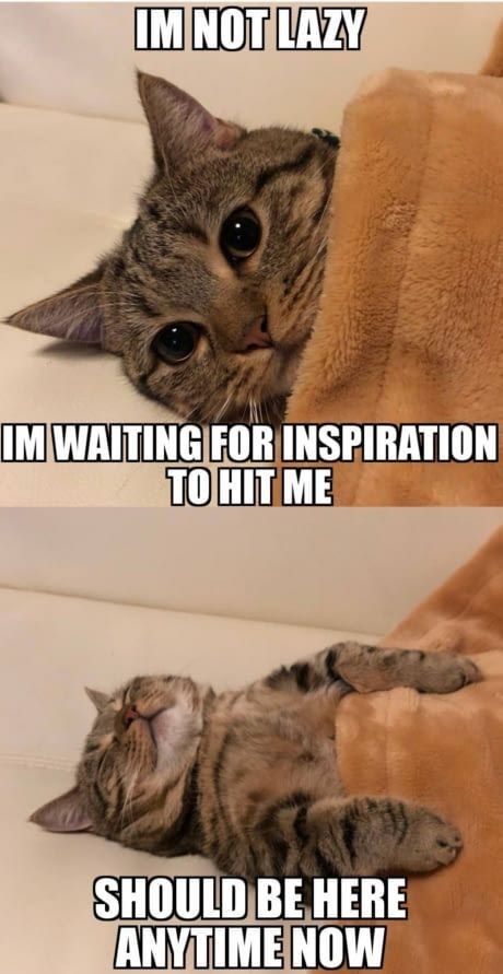 Motivation - Cat Meme Of The Decade - lol | cat memes | funny cats | funny cat pictures with