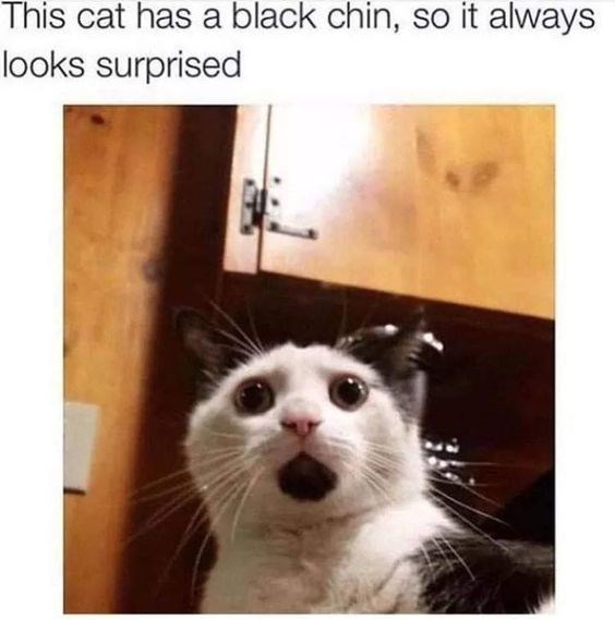 Always surprised - Cat Meme Of The Decade - lol | cat memes | funny ...