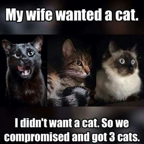 Compromise - Cat Meme Of The Decade - lol | cat memes | funny cats ...