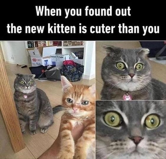 What? - Cat Meme Of The Decade - lol | cat memes | funny cats | funny ...