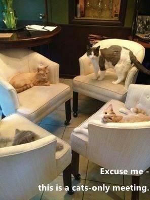 Excuse me - Lolcats - lol | cat memes | funny cats | funny cat pictures ...