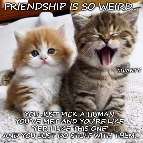 Friendship - Lolcats - lol | cat memes | funny cats | funny cat ...