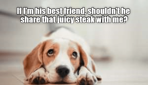 Best friends share everything - I Has A Hotdog - Dog Pictures - Funny ...