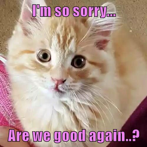 I'm so sorry... Are we good again..? - Lolcats - lol | cat memes ...