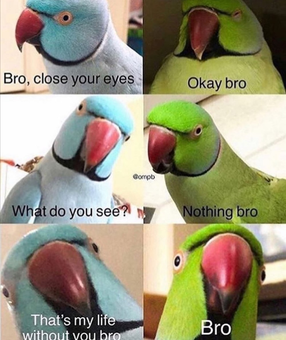 Bro Love Memes Really Funny Memes Bro Jokes Bro Meme - vrogue.co