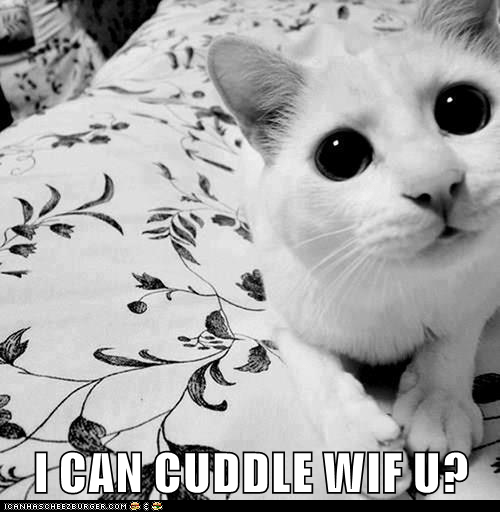 I CAN CUDDLE WIF U? Lolcats lol cat memes funny cats funny