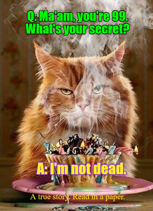 Not dead. Yep. - Lolcats - lol | cat memes | funny cats | funny cat