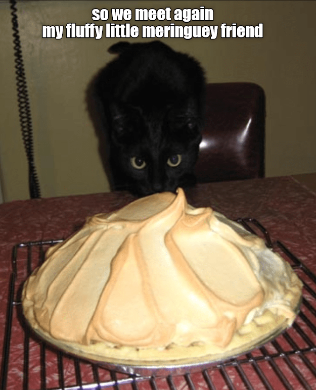 I Remember You From Last Thanksgiving Lolcats Lol Cat Memes Funny Cats Funny Cat