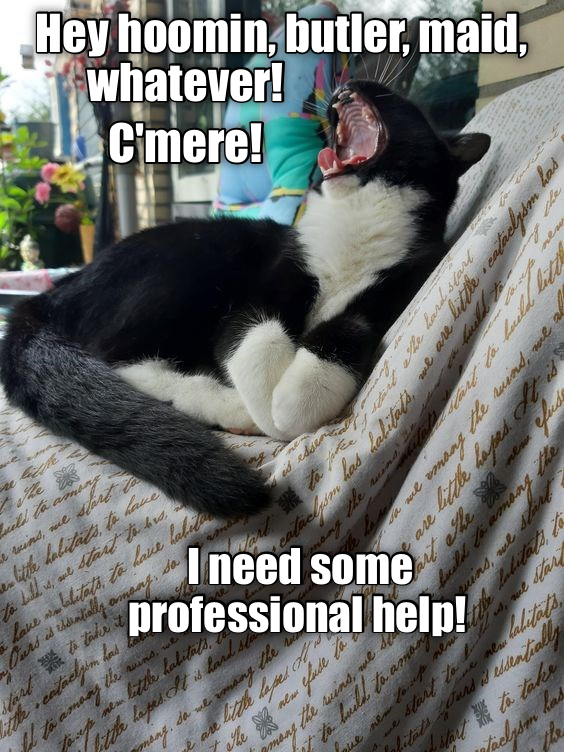 Fluff my pillows! Lolcats lol cat memes funny cats funny cat pictures with words on