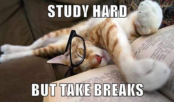 STUDY HARD BUT TAKE BREAKS - Lolcats - lol | cat memes | funny cats