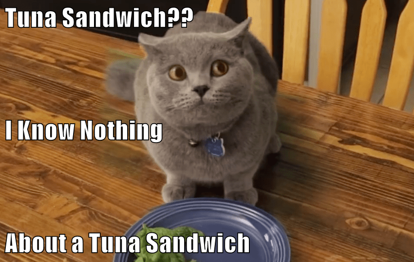 Tuna Sandwich?? Lolcats lol cat memes funny cats funny cat
