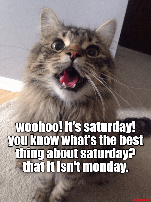 Woohoo! it's Saturday! - Lolcats - lol | cat memes | funny cats | funny