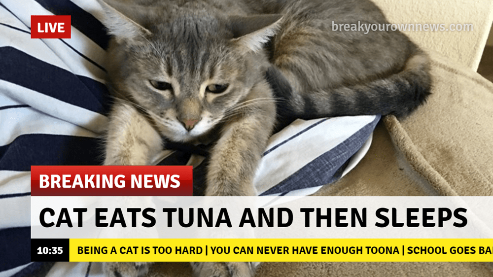 Cat news - Lolcats - lol | cat memes | funny cats | funny cat pictures ...