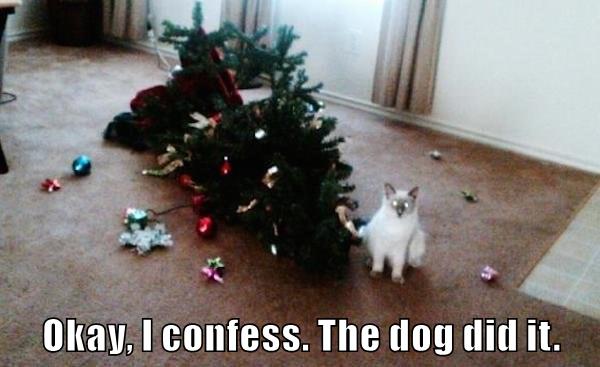 Okay, I confess. - Lolcats - lol | cat memes | funny cats | funny cat ...