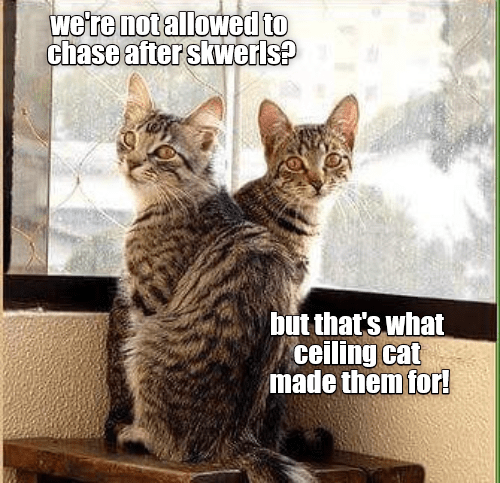 But that's what ceiling cat made them for! - Lolcats - lol | cat memes ...