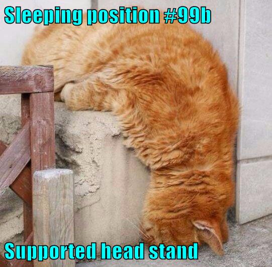 Sleeping position #99b Supported head stand - Lolcats - lol | cat memes ...