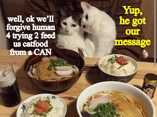 Cat Challenge 101: Feeding Lesson 4 Human - Lolcats - lol | cat memes ...