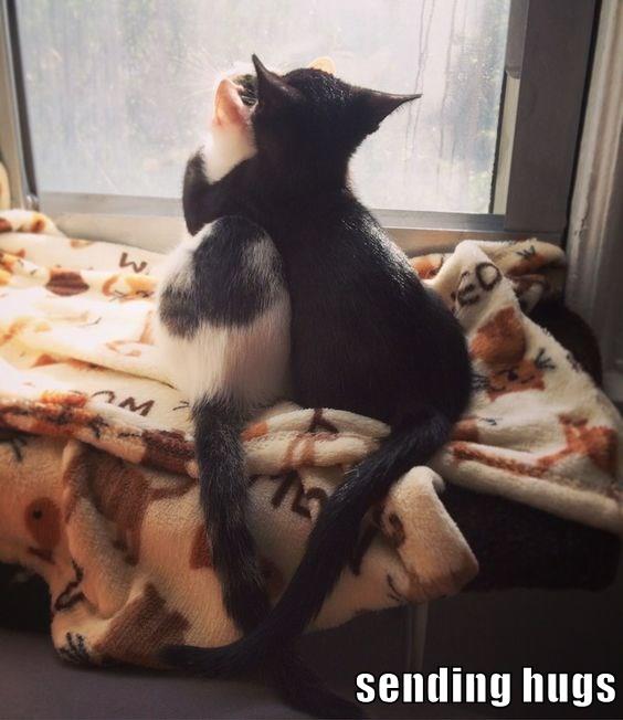 Sending hugs Lolcats lol cat memes funny cats funny cat