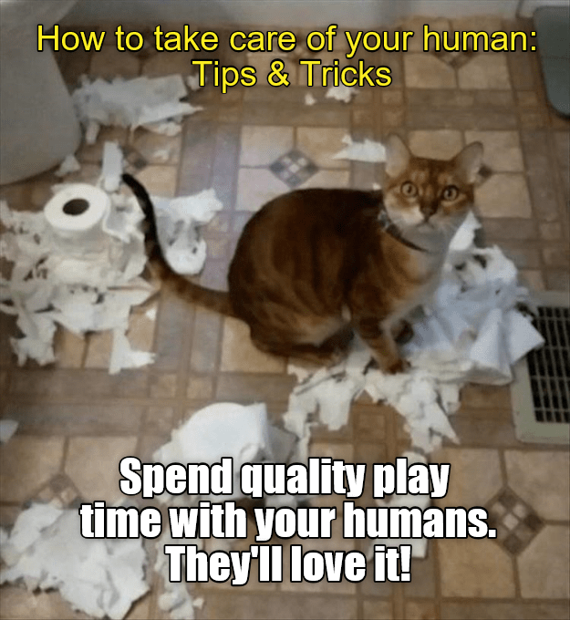 How to take care of your human: Tips & Tricks - Lolcats - lol | cat memes |  funny cats | funny cat pictures with words on them | funny pictures | lol cat  memes | lol cats